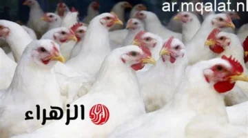 تحديث بورصة القليوبية.. أسعار الدواجن تسجل مستويات جديدة في تعاملات اليوم الجمعة